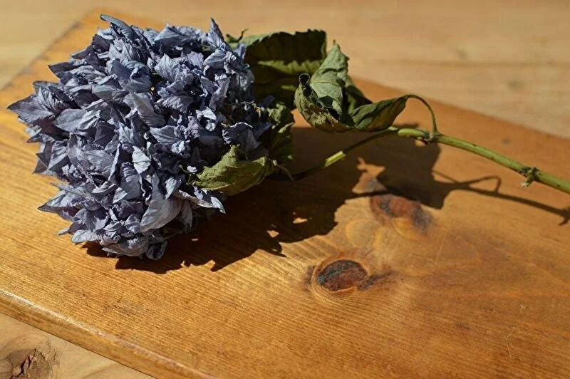 ドライフラワーの紫陽花