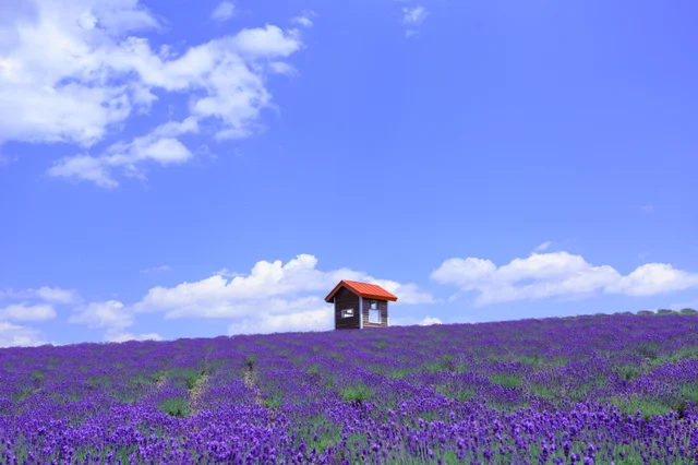 富良野のラベンダー畑