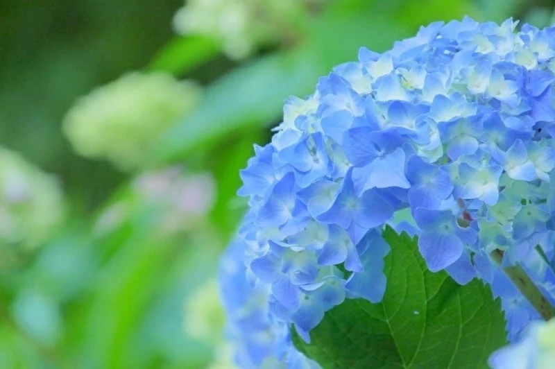 青い紫陽花