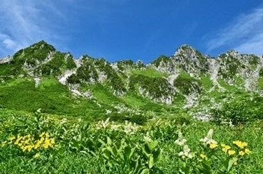 高山植物