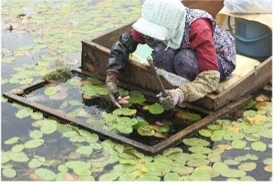じゅんさい収穫体験