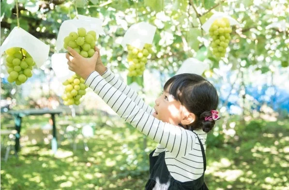 ぶどう園で、一人の女の子がたわわに実った緑色のぶどうの房に手を伸ばしている様子