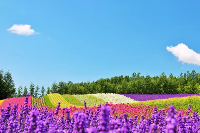 北海道の花畑