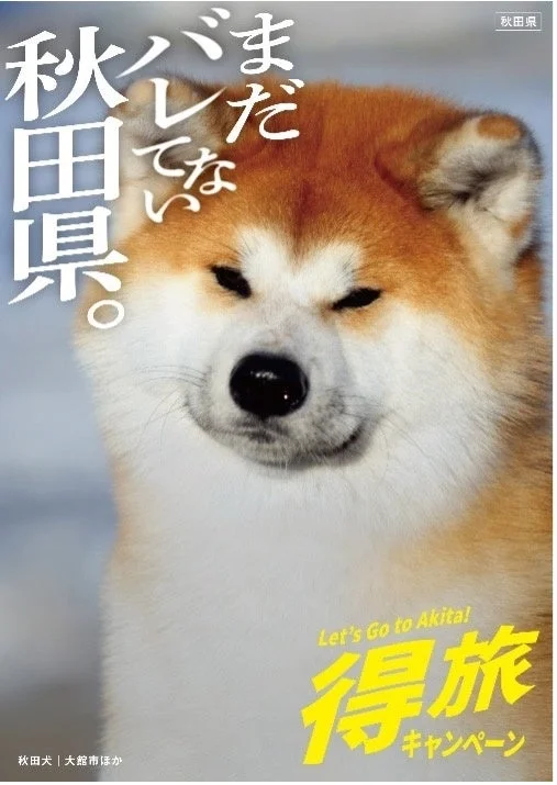 秋田犬