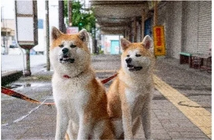 秋田犬