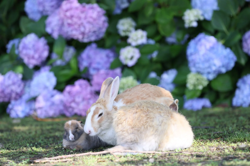 うさぎと紫陽花の群れ