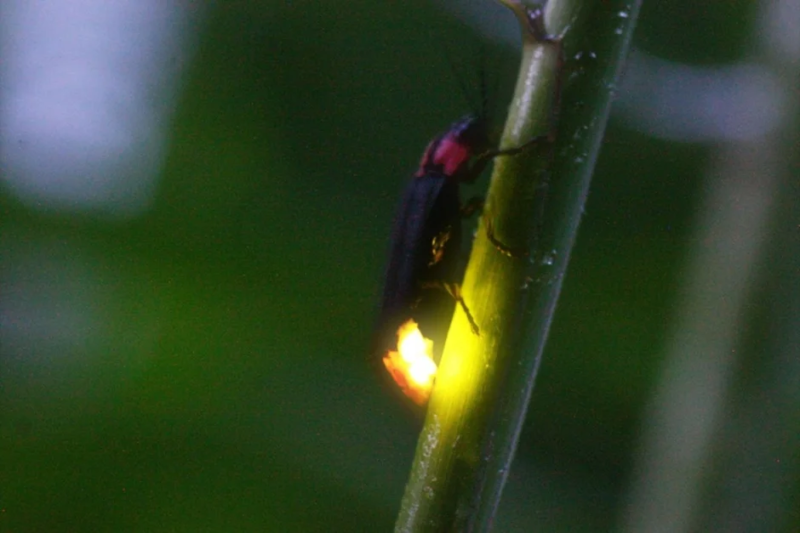 蛍