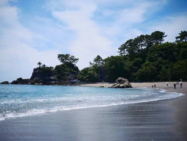 海岸と松林