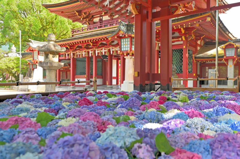 鮮やかな赤色の社殿を背景に、色とりどりの紫陽花が水面に浮かぶ花手水が美しい日本の風景