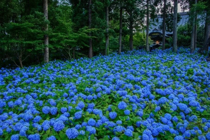 雲昌寺のアジサイ