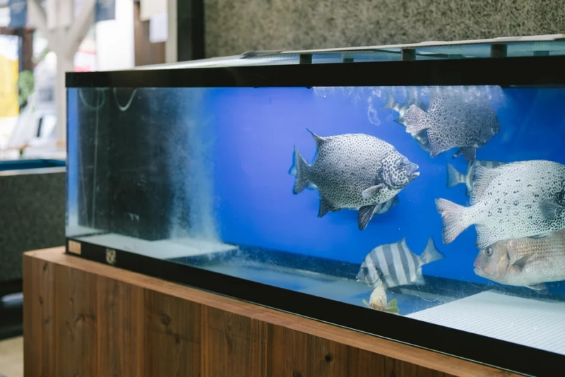 青い背景の水槽で、大小様々な種類の魚たちが泳いでいる